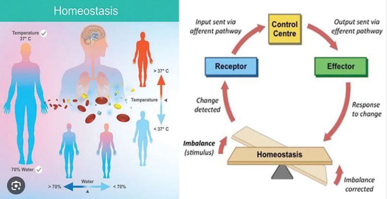 Homeostasis1